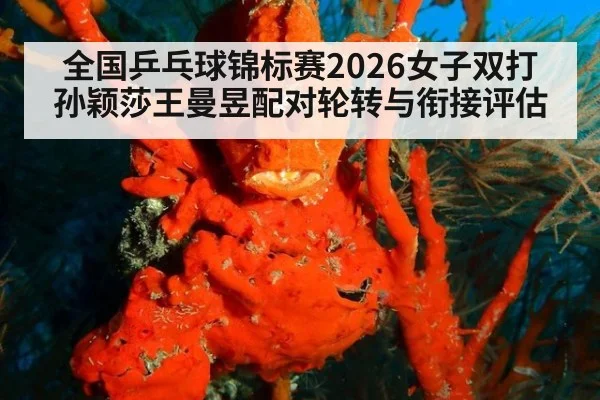 全国乒乓球锦标赛2026女子双打 孙颖莎王曼昱配对轮转与衔接评估